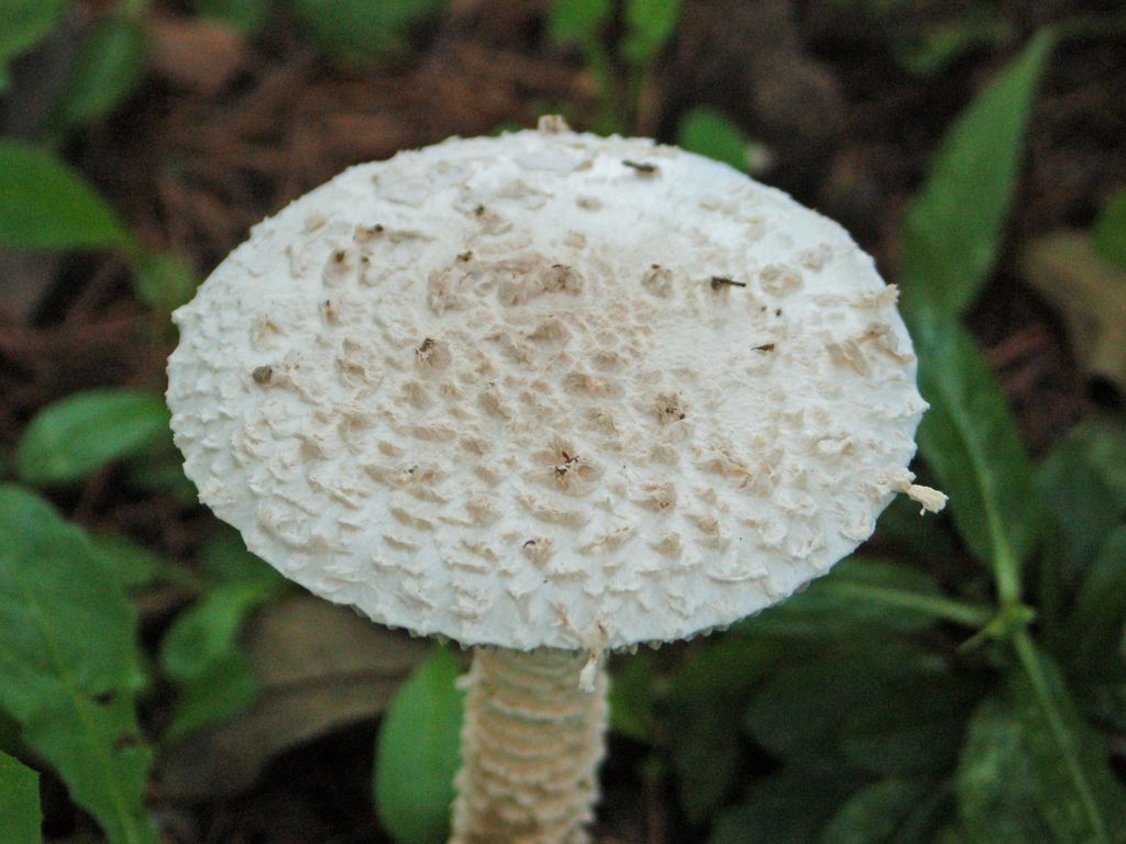 Un fungo in un parco pubblico